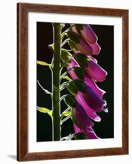 Foxglove Backlit, Cornwall, UK-Ross Hoddinott-Framed Photographic Print