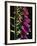 Foxglove Backlit, Cornwall, UK-Ross Hoddinott-Framed Photographic Print