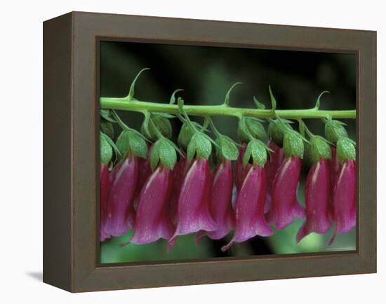 Foxglove, Bend, Oregon, USA-Claudia Adams-Framed Premier Image Canvas