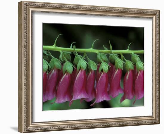 Foxglove, Bend, Oregon, USA-Claudia Adams-Framed Photographic Print