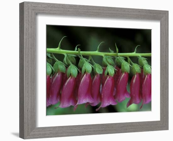 Foxglove, Bend, Oregon, USA-Claudia Adams-Framed Photographic Print