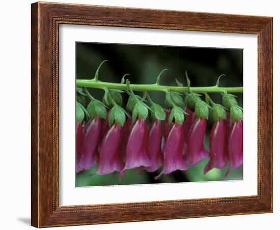 Foxglove, Bend, Oregon, USA-Claudia Adams-Framed Photographic Print