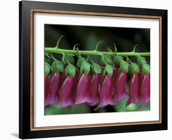 Foxglove, Bend, Oregon, USA-Claudia Adams-Framed Photographic Print