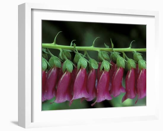 Foxglove, Bend, Oregon, USA-Claudia Adams-Framed Photographic Print