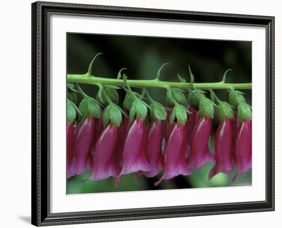 Foxglove, Bend, Oregon, USA-Claudia Adams-Framed Photographic Print