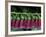 Foxglove, Bend, Oregon, USA-Claudia Adams-Framed Photographic Print