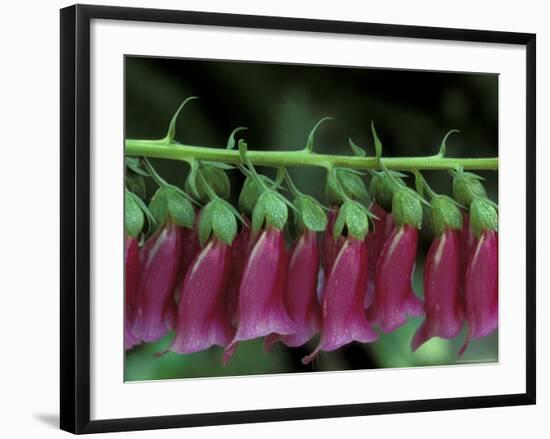 Foxglove, Bend, Oregon, USA-Claudia Adams-Framed Photographic Print