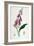 Foxglove (Digitalis Purpure), 19th Century-null-Framed Giclee Print