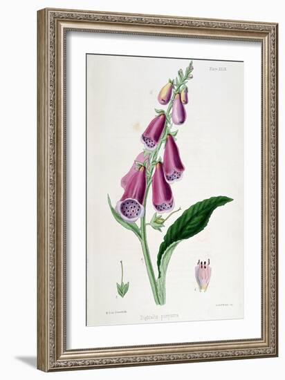 Foxglove (Digitalis Purpure), 19th Century-null-Framed Giclee Print