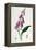 Foxglove (Digitalis Purpure), 19th Century-null-Framed Premier Image Canvas