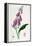 Foxglove (Digitalis Purpure), 19th Century-null-Framed Premier Image Canvas