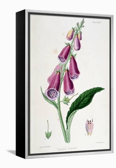 Foxglove (Digitalis Purpure), 19th Century-null-Framed Premier Image Canvas