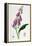 Foxglove (Digitalis Purpure), 19th Century-null-Framed Premier Image Canvas