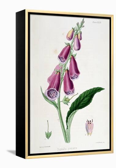 Foxglove (Digitalis Purpure), 19th Century-null-Framed Premier Image Canvas