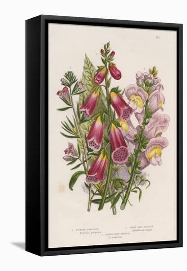 Foxglove (Digitalis Purpure) (Centr), C1885-null-Framed Premier Image Canvas