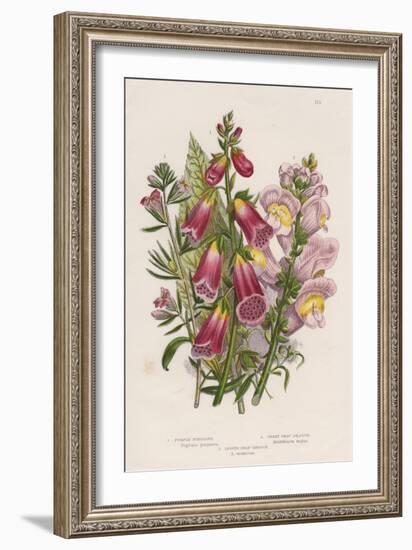 Foxglove (Digitalis Purpure) (Centr), C1885-null-Framed Giclee Print