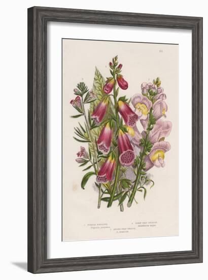 Foxglove (Digitalis Purpure) (Centr), C1885-null-Framed Giclee Print