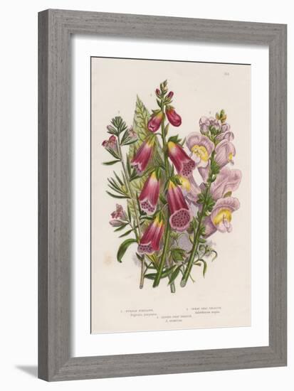 Foxglove (Digitalis Purpure) (Centr), C1885-null-Framed Giclee Print