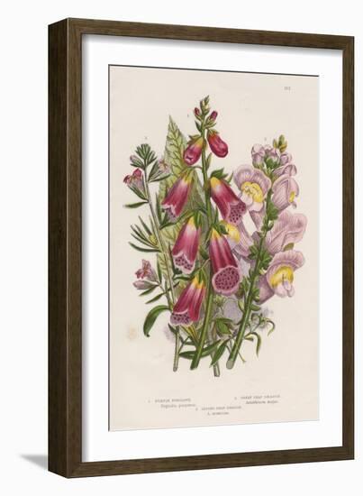 Foxglove (Digitalis Purpure) (Centr), C1885-null-Framed Giclee Print