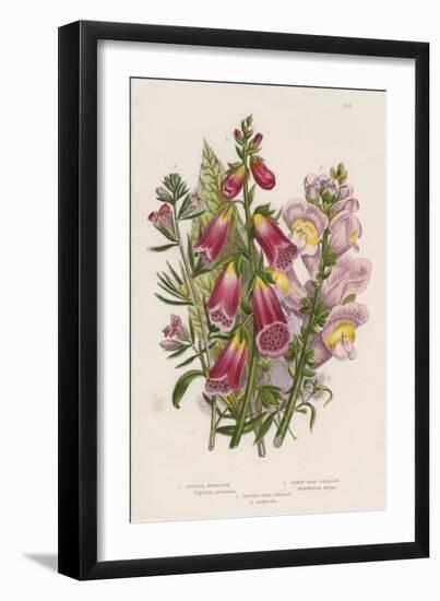 Foxglove (Digitalis Purpure) (Centr), C1885-null-Framed Giclee Print