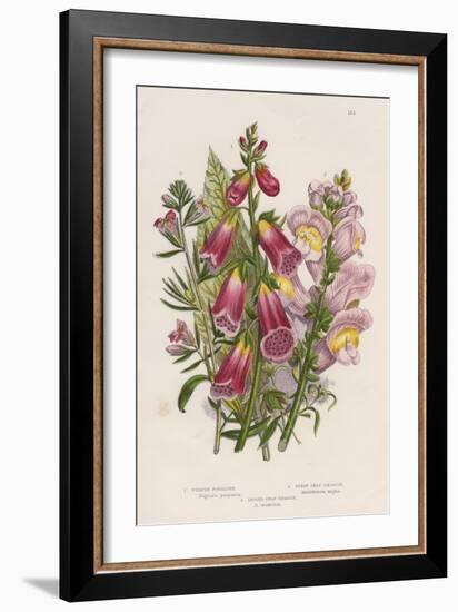 Foxglove (Digitalis Purpure) (Centr), C1885-null-Framed Giclee Print