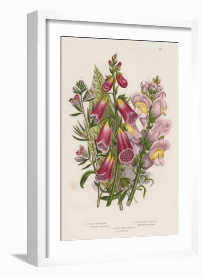 Foxglove (Digitalis Purpure) (Centr), C1885-null-Framed Giclee Print