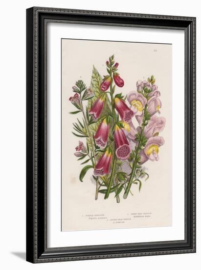 Foxglove (Digitalis Purpure) (Centr), C1885-null-Framed Giclee Print