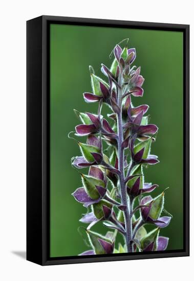 Foxglove (Digitalis Purpurea) Seedpods, Dorset, UK. July-Colin Varndell-Framed Premier Image Canvas