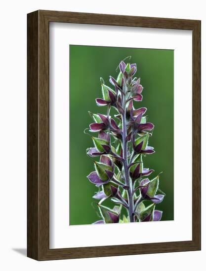 Foxglove (Digitalis Purpurea) Seedpods, Dorset, UK. July-Colin Varndell-Framed Photographic Print