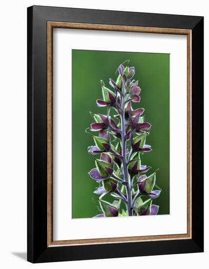 Foxglove (Digitalis Purpurea) Seedpods, Dorset, UK. July-Colin Varndell-Framed Photographic Print