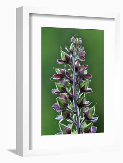 Foxglove (Digitalis Purpurea) Seedpods, Dorset, UK. July-Colin Varndell-Framed Photographic Print