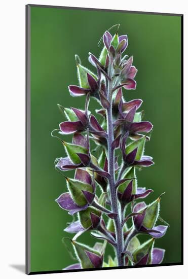 Foxglove (Digitalis Purpurea) Seedpods, Dorset, UK. July-Colin Varndell-Mounted Photographic Print