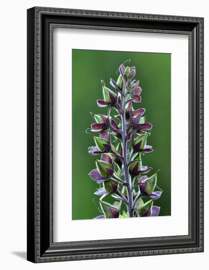 Foxglove (Digitalis Purpurea) Seedpods, Dorset, UK. July-Colin Varndell-Framed Photographic Print