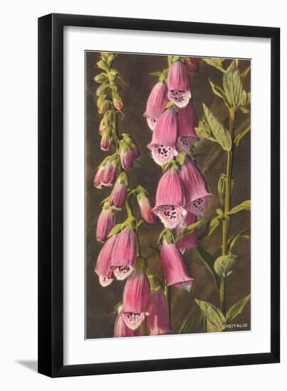 Foxglove, Digitalis-null-Framed Premium Giclee Print