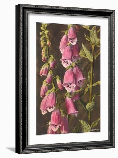 Foxglove, Digitalis-null-Framed Premium Giclee Print