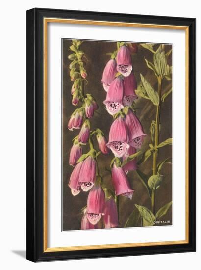 Foxglove, Digitalis-null-Framed Premium Giclee Print