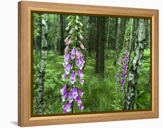 Foxglove, Elbsandsteingebirge, NP Saxon Switzerland. Germany, Saxony-Martin Zwick-Framed Premier Image Canvas