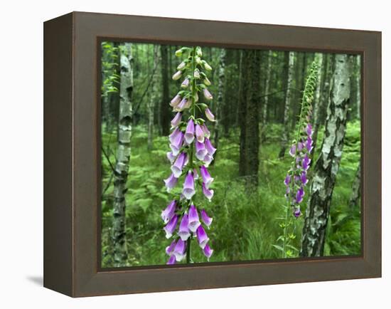 Foxglove, Elbsandsteingebirge, NP Saxon Switzerland. Germany, Saxony-Martin Zwick-Framed Premier Image Canvas