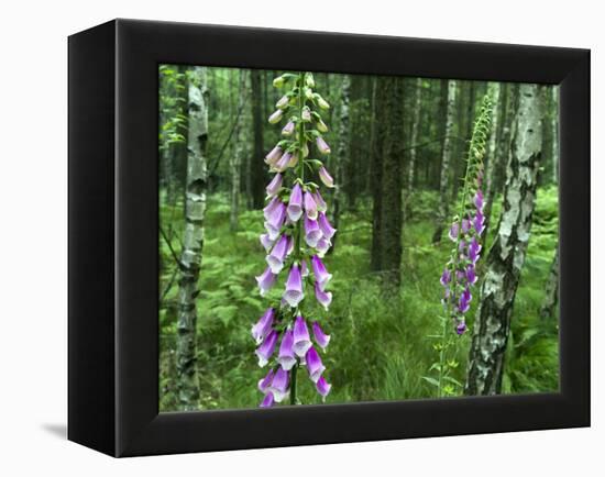 Foxglove, Elbsandsteingebirge, NP Saxon Switzerland. Germany, Saxony-Martin Zwick-Framed Premier Image Canvas