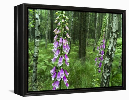 Foxglove, Elbsandsteingebirge, NP Saxon Switzerland. Germany, Saxony-Martin Zwick-Framed Premier Image Canvas