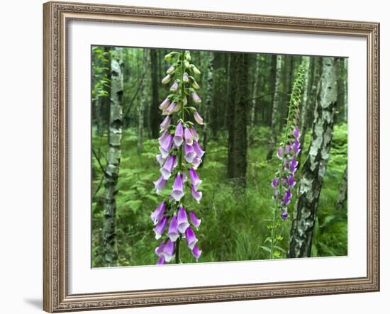 Foxglove, Elbsandsteingebirge, NP Saxon Switzerland. Germany, Saxony-Martin Zwick-Framed Photographic Print