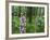 Foxglove, Elbsandsteingebirge, NP Saxon Switzerland. Germany, Saxony-Martin Zwick-Framed Photographic Print