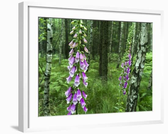 Foxglove, Elbsandsteingebirge, NP Saxon Switzerland. Germany, Saxony-Martin Zwick-Framed Photographic Print