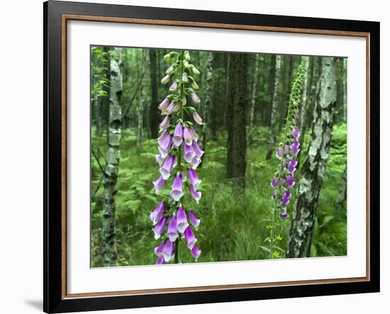 Foxglove, Elbsandsteingebirge, NP Saxon Switzerland. Germany, Saxony-Martin Zwick-Framed Photographic Print