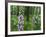 Foxglove, Elbsandsteingebirge, NP Saxon Switzerland. Germany, Saxony-Martin Zwick-Framed Photographic Print