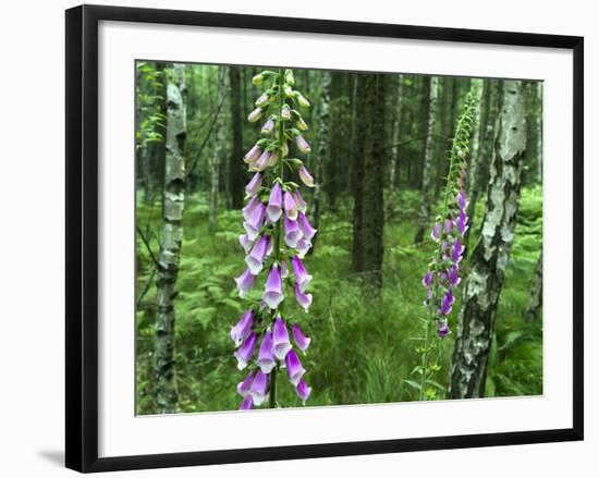 Foxglove, Elbsandsteingebirge, NP Saxon Switzerland. Germany, Saxony-Martin Zwick-Framed Photographic Print