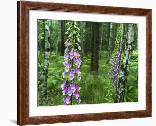 Foxglove, Elbsandsteingebirge, NP Saxon Switzerland. Germany, Saxony-Martin Zwick-Framed Photographic Print