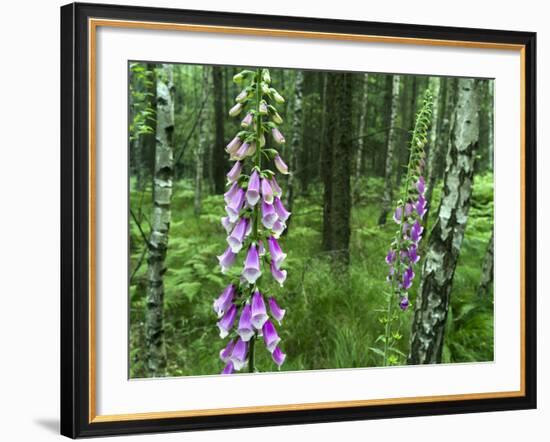 Foxglove, Elbsandsteingebirge, NP Saxon Switzerland. Germany, Saxony-Martin Zwick-Framed Photographic Print