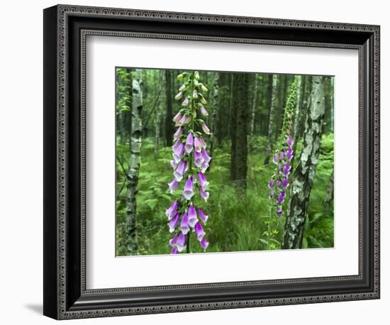 Foxglove, Elbsandsteingebirge, NP Saxon Switzerland. Germany, Saxony-Martin Zwick-Framed Photographic Print