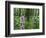 Foxglove, Elbsandsteingebirge, NP Saxon Switzerland. Germany, Saxony-Martin Zwick-Framed Photographic Print